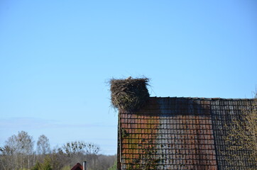 Bocianie gniazdo © Piotr