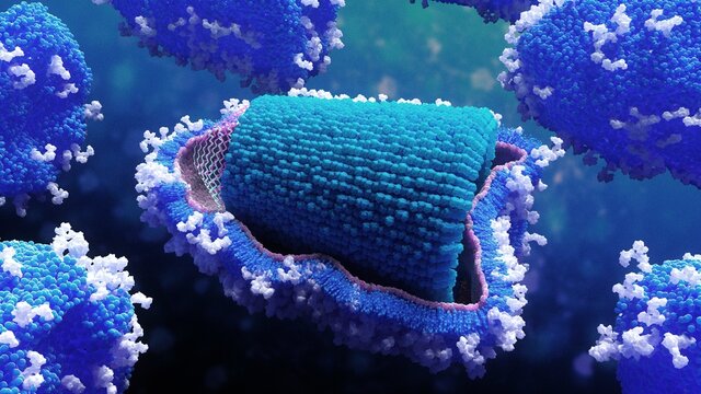 Rabies virus, illustration