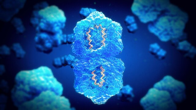 Geminivirus structure, illustration