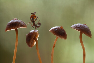 Deroplatys Truncata with Beautiful Mushrooms