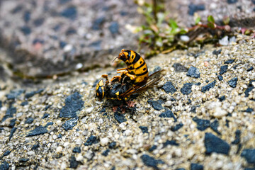 A Bright Yellow and Black dead European wasp being eaten by ants on a sandy concrete ground
