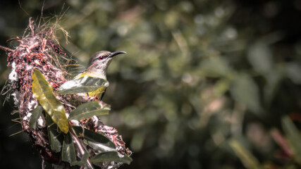 Female Purple-rumped sunbird sitting on her nest, Sri Lanka.
Species: Leptocoma zeylonica