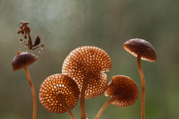 Deroplatys Truncata with Beautiful Mushrooms