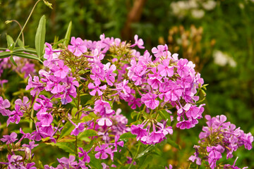 pink phloxes, flowers, plants