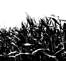 Corn field. Silhouettes of nature. Vector illustration