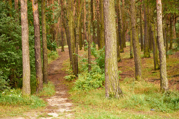 forest road, forest, trees,path,forest path