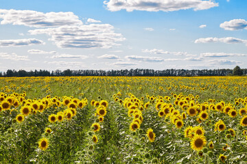 Vast field with yellow sunflowers located against blue sky with white flowers on sunny day in countryside