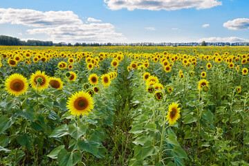 Obraz premium Bright sunflowers with yellow petals growing in countryside field against cloudy blue sky on summer day in nature