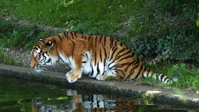 The Siberian tiger,Panthera tigris altaica is the biggest cat in the world