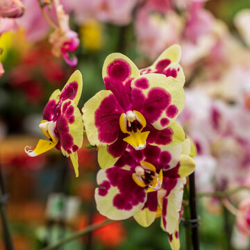 Pink and yellow colored orchids