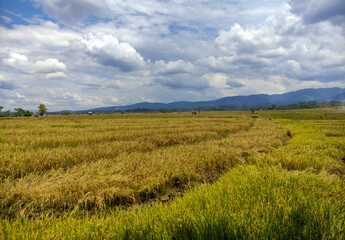 Fototapeta na wymiar Rice fields ready for harvest with village background