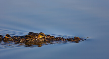 Crocodile Cruising Through Yellow Water Billabong, NT, Australia © Peter