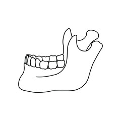 Lower human jaw with teeth, side view. Outline, anatomical, hand drawn illustration on white background. Vector Stock.