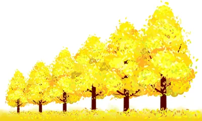 Gordijnen Herfst, gekleurde ginkgobomen © のら