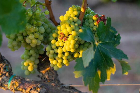 Uvas en un vi&ntilde;edo al atardecer