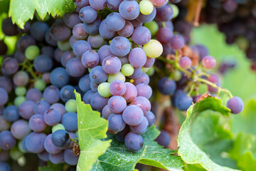 Uvas en una cepa (viñedo) al atardecer