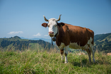 Fototapeta na wymiar swiss cow in alpine meadow near Innereriz, Emmental