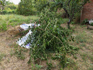 Pile of rubbish and branches in the middle of the yard