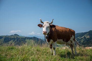 Fototapeta na wymiar swiss cow in alpine meadow near Innereriz, Emmental