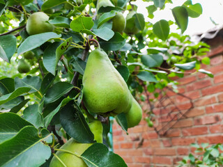 Green pear on the tree