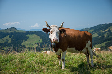 swiss cow in alpine meadow near Innereriz, Emmental
