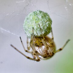 Araign&eacute;e Agalenata redii