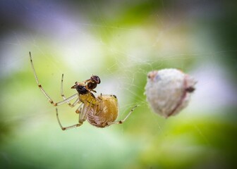 Araignée Agalenata redii