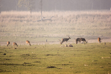 A large herd of Spotted Deer grazing in a grassland meadow at the Pench National Park in Madhya Pradesh, India.