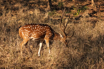A Spotted Deer aka chital grazing on a savannah grassland in the Pench National Park in Madhya Pradesh, India.