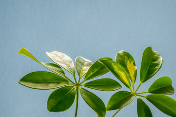 verigated leaves of Schefflera on a gray background close-up. Indoor plants in a modern interior.