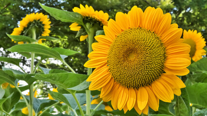Obraz premium ヒマワリの花（Sunflower）