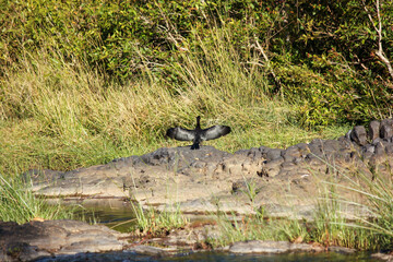 Habitat shot of a black cormorant spreading its wings and basking in the sun on a rock in a lake in the Kanha National Park in India.