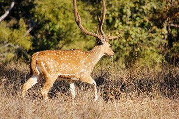 Naklejka na ściany i meble A male Spotted Deer aka chital in the Kanha National Park in Madhya Pradesh, India.