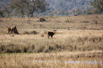 A male Barasingha aka Swamp Deer in a grassland in the Kanha National Park in Madhya Pradesh, India.