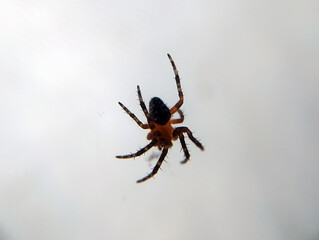 spider of black-brown color on a web, close-up macro photography