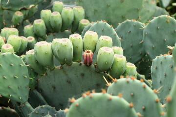 日本　埼玉のサボテン