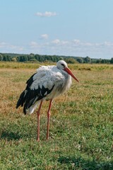 stork on the grass