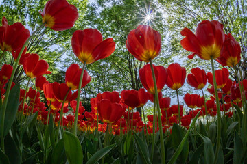 Obraz premium 赤いチューリップを見上げて