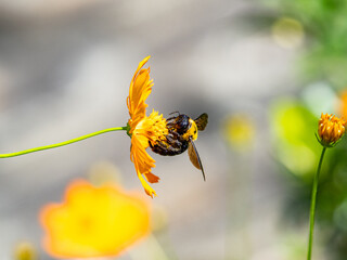 Selective focus shot of Japanese carpenter bee sipping nectar from a yellow cosmos flower