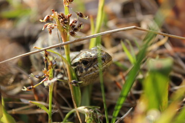 frog on the grass