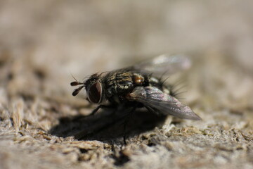 macro of a fly