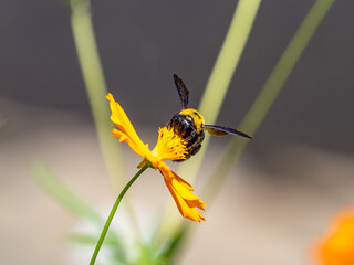 Japanese carpenter bee sipping nectar from a yellow cosmos flower