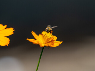 Honeybee sipping nectar from a yellow cosmos flower