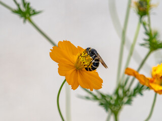 Honeybee sipping nectar from a yellow cosmos flower
