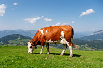 Fototapeta na wymiar Kuh auf der Alm