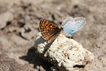 Fototapeta na wymiar butterfly on a rock