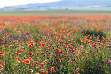 A blooming poppy field. Floral background