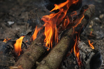 fire in the forest