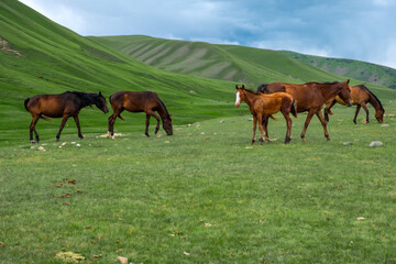 Obraz premium Beautiful horses grazing on green mountains, great design for any purposes. Agriculture farming. Beautiful summer season. Countryside nature. Assy plateau, Kazakhstan.