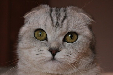 close up portrait of a cat